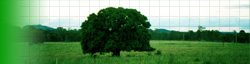 Mango Tree Image